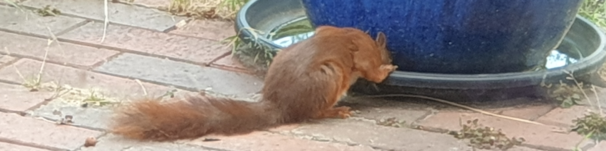 Ein Eichhörnchen benutzt einen Blumentopfuntersetzer als Eichhörnchen-Tränke.